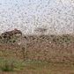 A swarm of locusts feared to have invaded part of Northern Kenya