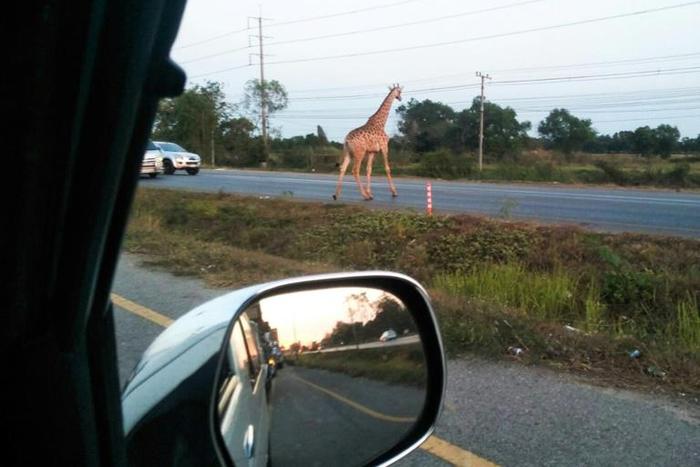 One of the runaway giraffes was spotted crossing the road in Bang Khla, Thailand