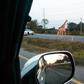 One of the runaway giraffes was spotted crossing the road in Bang Khla, Thailand