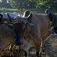 Farmers use oxen to plough land in Cuba, which has been hit by a fuel shortage