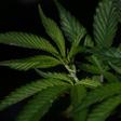 Cannabis grows easily in Senegal's tropical climate, which makes it a tempting crop for impoverished farmers