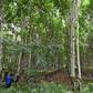 Ivory Coast's rubber plantations are being accused of damaging the environment and worsening food security