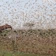 Government changes tact in tackling locust menace in North Eastern Kenya