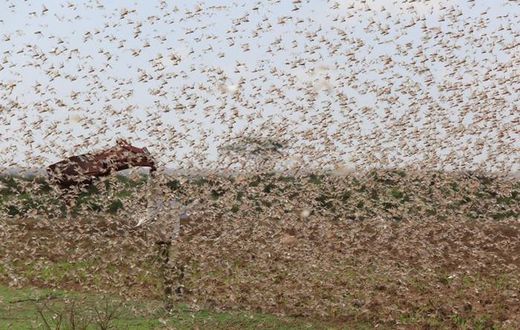 Government changes tact in tackling locust menace in North Eastern Kenya