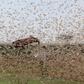 Government changes tact in tackling locust menace in North Eastern Kenya