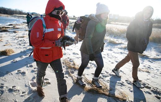 Changing Seas Bring 'Turtle Stranding Season' to Cape Cod