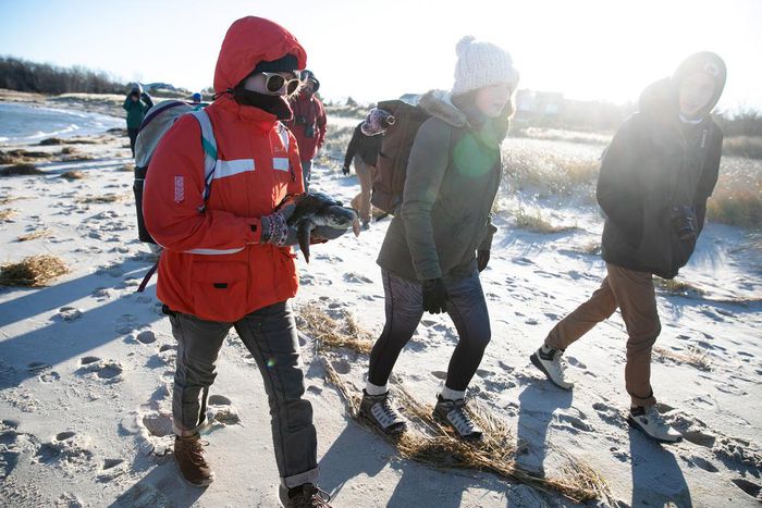Changing Seas Bring 'Turtle Stranding Season' to Cape Cod