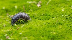 Dr. Pimple Popper Pops 'Roly-Poly' Blackheads