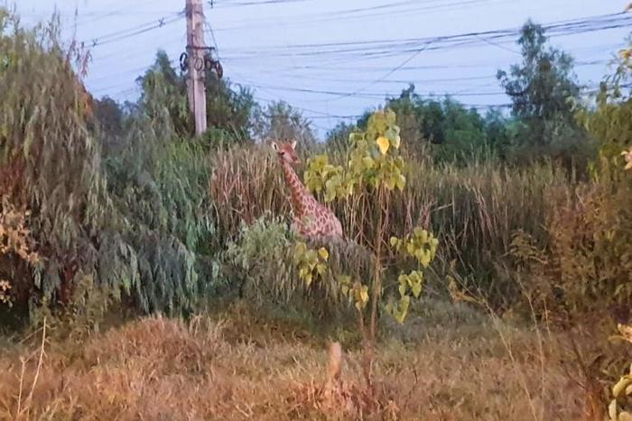 Two giraffes made the daring bid for freedom from the back of a poorly secured container truck
