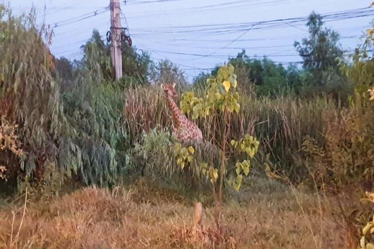 Two giraffes made the daring bid for freedom from the back of a poorly secured container truck