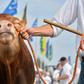 A cow at an agricultural fair in Wallonia, where farmers have expressed concern about the EU-Mercosur trade pact