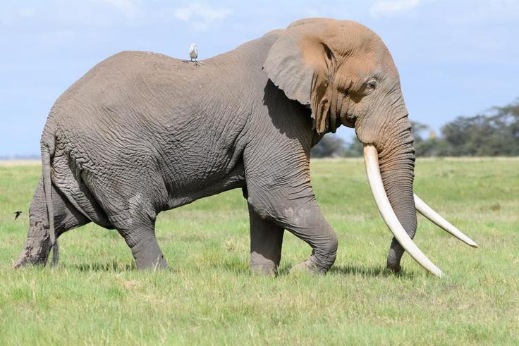 Tim, Elephant with giant tusker