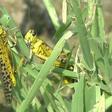 The worst pest plague in nearly three decades has wiped out entire harvests in Pakistan's agricultural heartlands