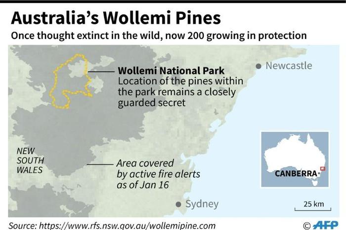 Wollemi National Park in Australia, where pine trees threatened by wildfires have been saved by a protection scheme