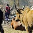 A man carrying a gun walks past cattle in the town of Udier, South Sudan in March 2019
