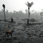 Brazilian farmer Helio Lombardo Do Santos and a dog walk through a burnt area of the Amazon rainforest, near Porto Velho, Rondonia state, Brazil, on August 26, 2019