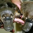 The platypus is one of the world's strangest animals