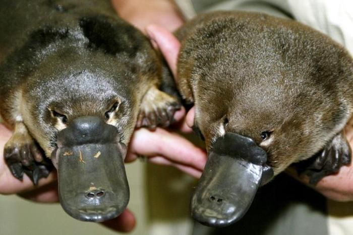 The platypus is one of the world's strangest animals