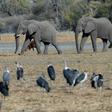 Protection row: Botswana has introduced new rules enabling elephants to be hunted legally