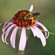 When Fires Burn on the Prairie, Coneflowers Bloom More Often