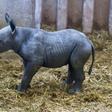 The black rhinoceros is classified as critically endangered