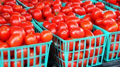 Freshly picked tomatoes (Wowplus)
