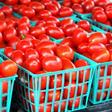 Freshly picked tomatoes (Wowplus)