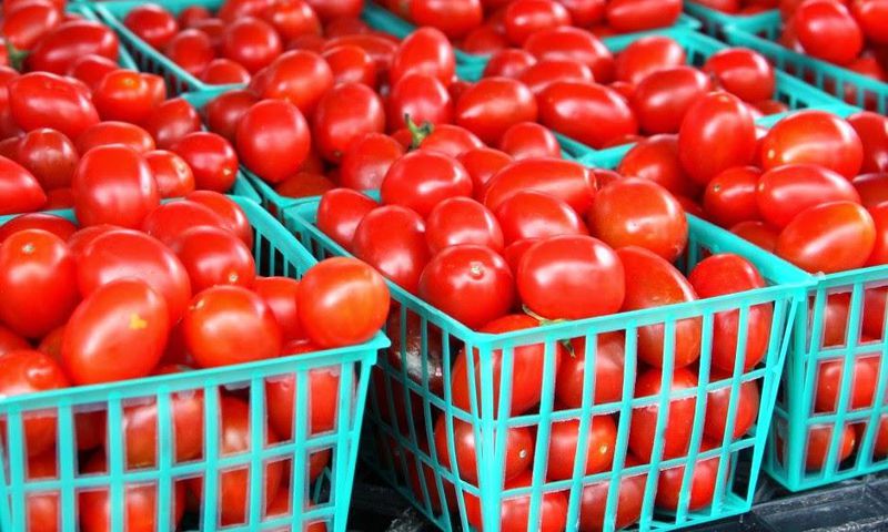 Freshly picked tomatoes (Wowplus)