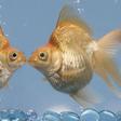 Should You Kiss On The First Date? Hmm...