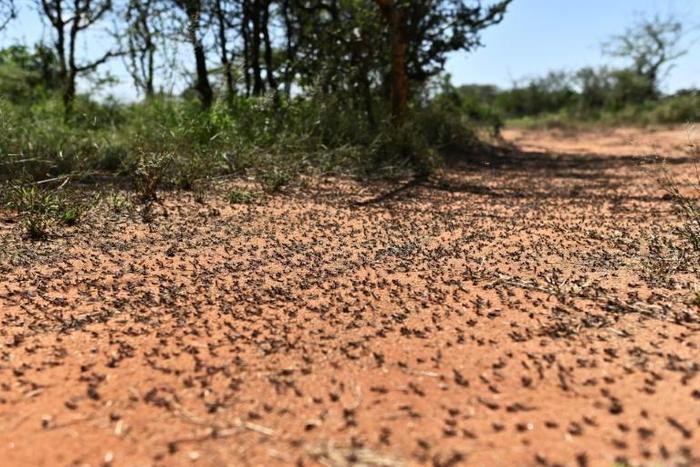 Billions of desert locusts, some in swarms the size of Moscow city, have already chewed their way through Ethiopia, Somalia, Kenya, Djibouti, Eritrea, Tanzania, Sudan, South Sudan and Uganda