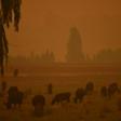 Australia has since October been overwhelmed by an unprecedented bushfire season made worse by climate change