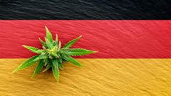 German 'Cannabis Social Clubs' grow and distribute marijuana to their members
