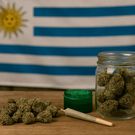 A picture displaying various marijuana products with the Uruguay flag in the background