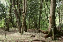 Ngong Forest