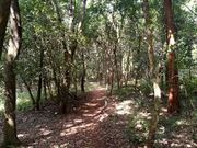 Ngong Forest