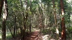 Ngong Forest