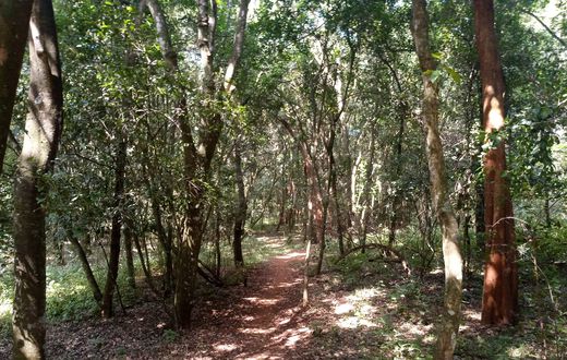 Ngong Forest