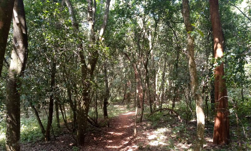 Ngong Forest