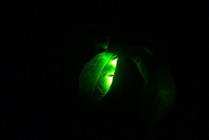 The Tatsuno Firefly Festival, held annually in mid-June, was cancelled this year due to the COVID-19 coronavirus outbreak