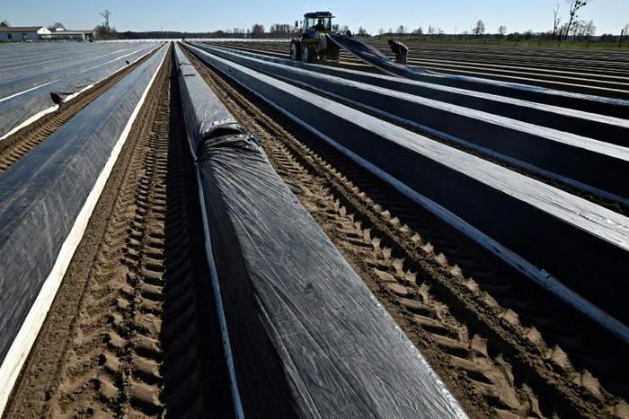 German farmers are concerned that the restrictions imposed to fight coronavirus will mean they struggle to find the migrant workers they need to bring in their asparagus crops
