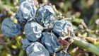 Dr. Pimple Popper Pops 'Shriveled Red Grape' Cyst