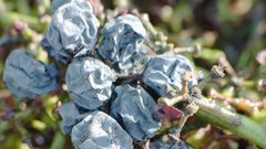 Dr. Pimple Popper Pops 'Shriveled Red Grape' Cyst