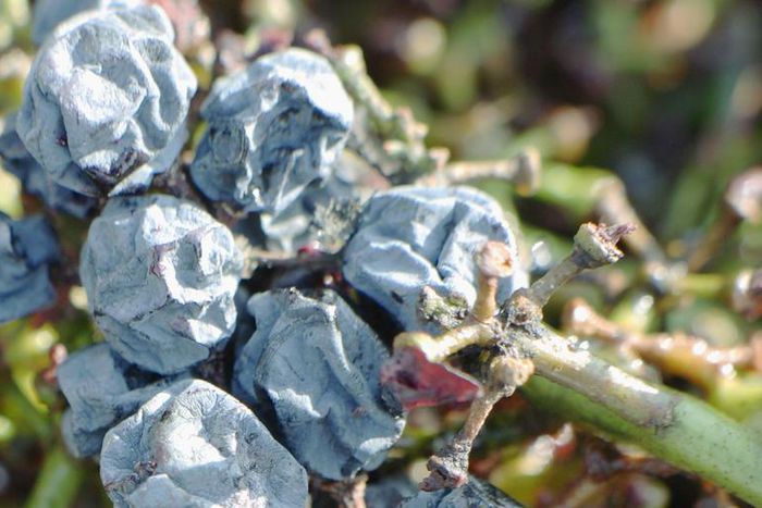 Dr. Pimple Popper Pops 'Shriveled Red Grape' Cyst