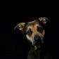 France's animal shelters fear overcrowding, so the government has agreed to a confinement exemption to allow adoptions