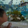 A Japanese aquarium has appealed for people to video-chat with its eels, who are forgetting about humans during the coronavirus lockdown