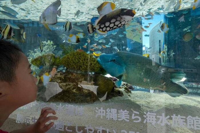 A Japanese aquarium has appealed for people to video-chat with its eels, who are forgetting about humans during the coronavirus lockdown