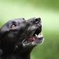 After a nationwide lockdown in South Africa, five staff members at an animal shelter decided to move in to prevent the dogs, cats and horses from being abandoned
