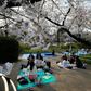 It is a Japanese tradition to eat and drink under the cherry trees
