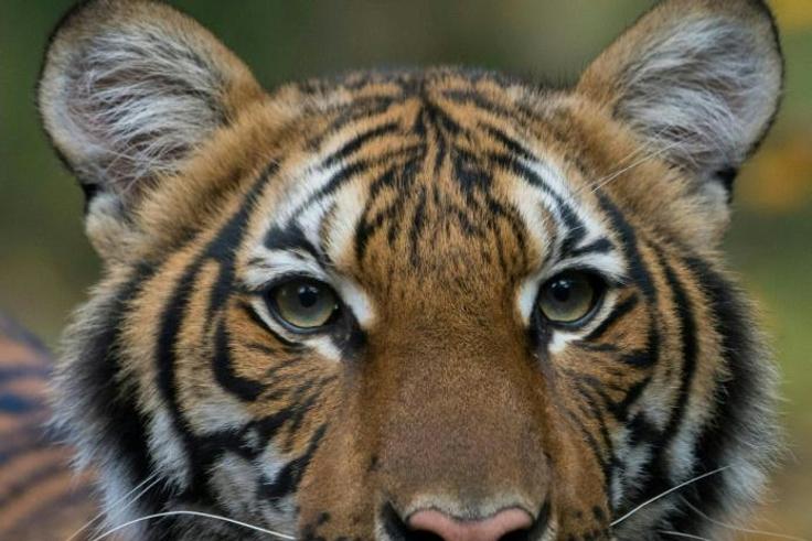 Four-year-old Malayan tiger Nadia who has tested positive for Covid-19