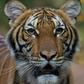 Four-year-old Malayan tiger Nadia who has tested positive for Covid-19